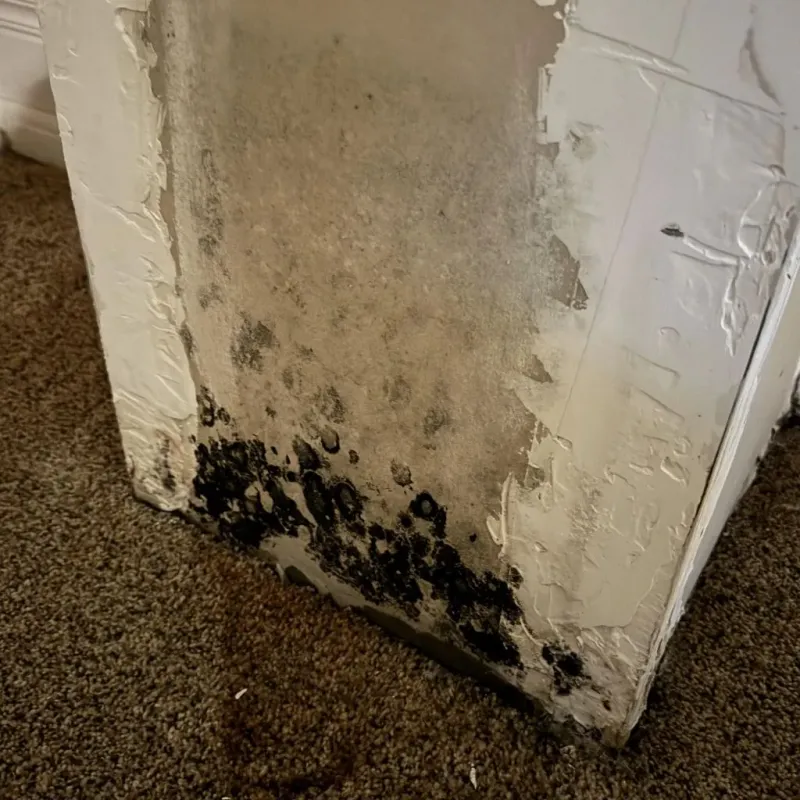 Professional Mold Removal in Sappington, MO